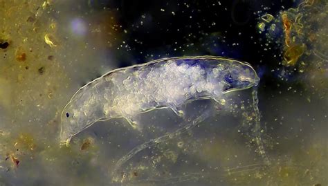 What Makes Tardigrades So Tough Science News