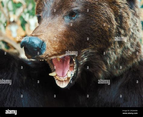 Actualizar Images Oso Peluche Malvado Viaterra Mx