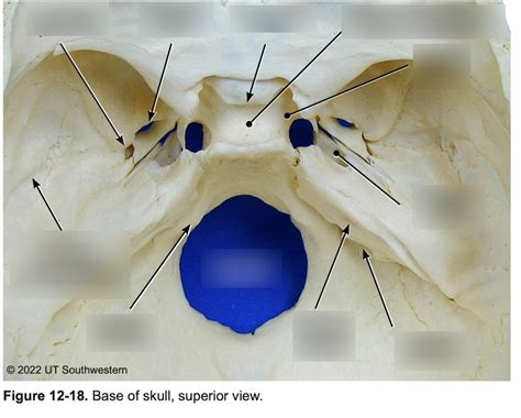 Lab Base Of Skull Superior View Diagram Quizlet