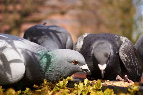 What Sound Does A Pigeon Make Common Pigeons Sounds And Noises Explained