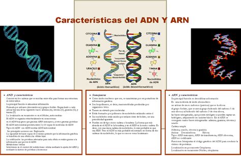 Semejanzas Entre Adn Y Arn