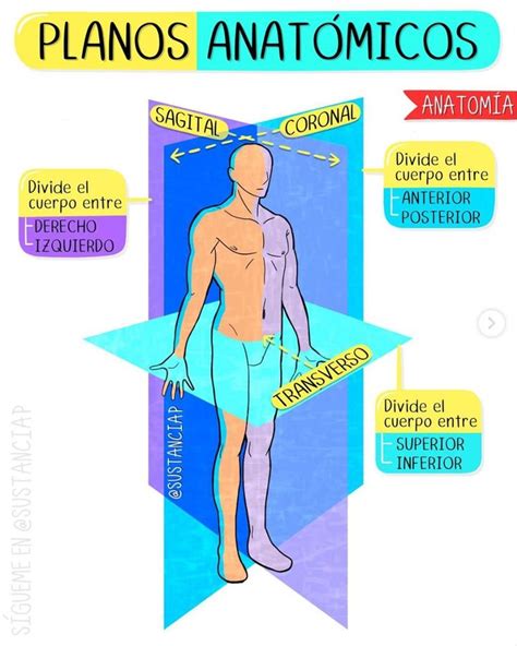 Anatomical Planes