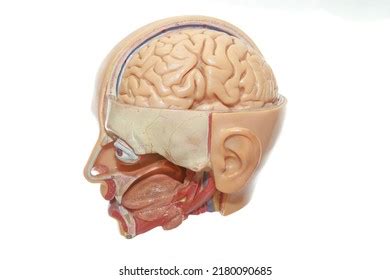 Human Head Anatomy Organs Stock Photo 2180090685 | Shutterstock