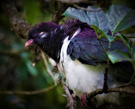 Kererū chick – Kiwi Conservation Club