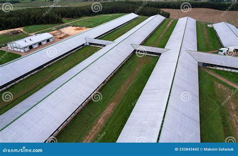 Construcci N Agr Cola Con Vacas Y Cerdos En La Vista A Rea Del Pueblo