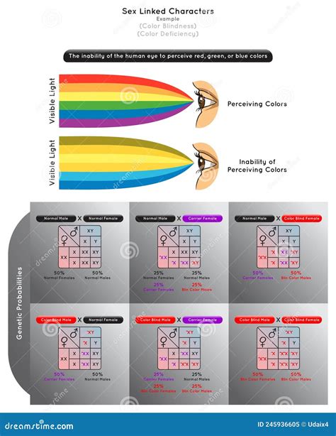 Sex Linked Characters Infographic Diagram With Example Of Color Blindness Cartoon Vector