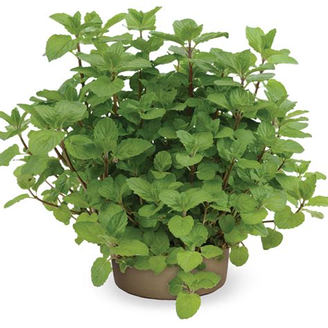 Mentha