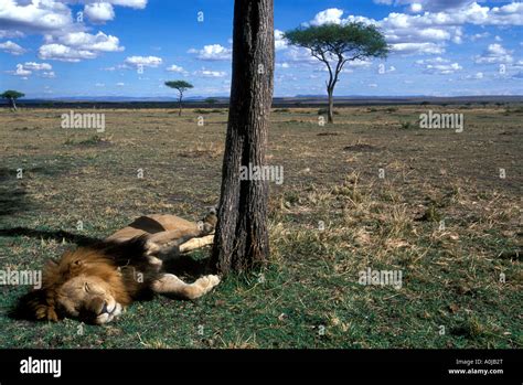 Africa Kenya Masai Mara Game Reserve Adult Male Lion Panthera Leo Rests