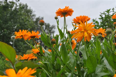 Souci Officinal Ou Calendula Le Potager Du Gailleroux Permaculture