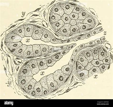 Excretory Duct