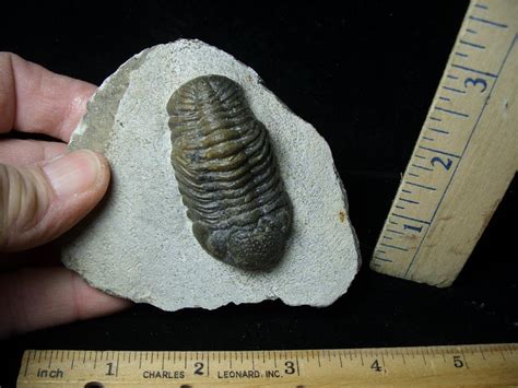 Fossilized Trilobite Phacops 021922s The Stones Bones Collection