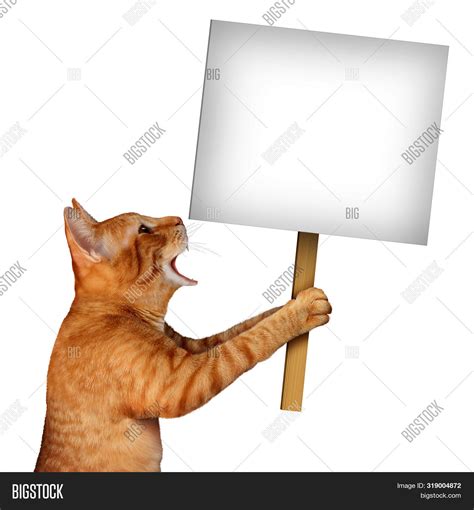 Cat Holding Blank Sign Image Photo Free Trial Bigstock