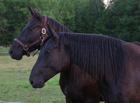 Bohѐme Red Gate Sporthorses