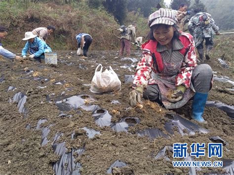 贵州纳雍：发展黄精生态示范种植带动农民增收 新华网