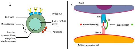 Toxic Shock Syndrome Cell