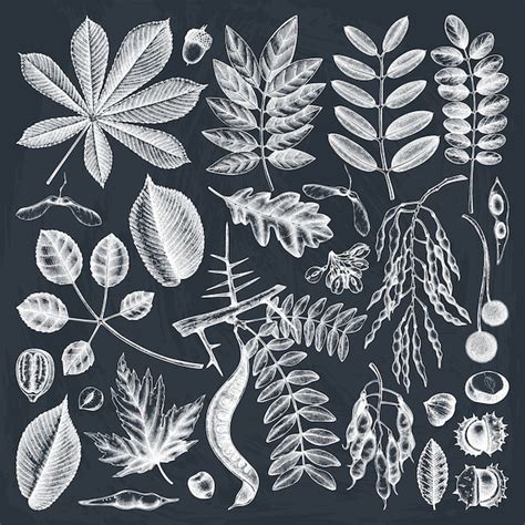 Premium Vector Hand Sketched Autumn Leaves Collection On Chalkboard