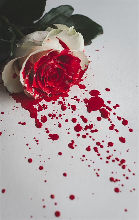 Red And White Rose HQ Bloody Flower HD Phone Wallpaper Pxfuel