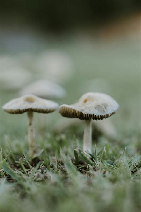 Field Mushrooms Photos, Download The BEST Free Field Mushrooms Stock ...