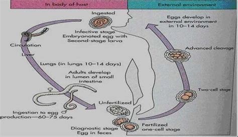 Ascaris Lumbricoides Life Cycle