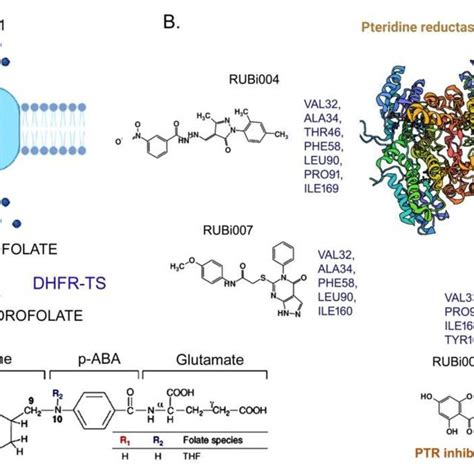 Folate Biosynthesis Pathway In Leishmania Donovani And Targeting Of