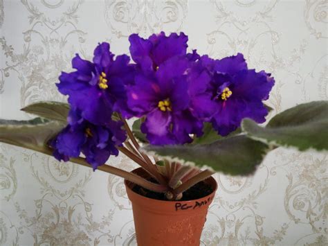 ФИАЛКИ КОЛЛЕКЦИОННЫЕ РС
