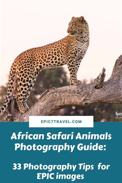 African safari animals ultimate photography guide 33 photos tips facts ...