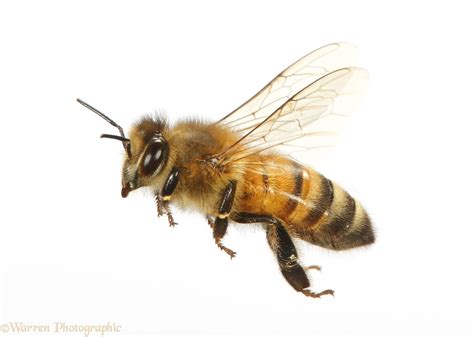 The Vital Role Of Bees In Our Ecosystem Guardians Of Balance And