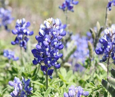 WILDFLOWERS, TEXAS LUPINE BLUEBONNET 1 POUND | East Texas Seed Company