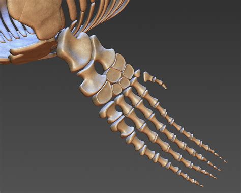 18 in1 dino skeleton model - TurboSquid 1228736