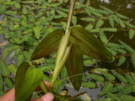 Asian Watergrass Hygroryza Aristata Flower Leaf Care Uses Picturethis