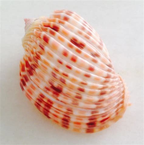 Seashell Harpa Costata Best Shell 1906541235