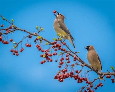 7 Backyard Birds That Eat Berries Birds And Blooms