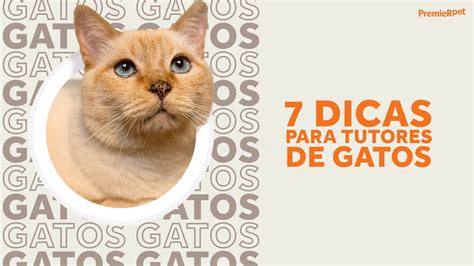 Dicas Para Tutores De Gatos Vida De Pet Premierpet Youtube