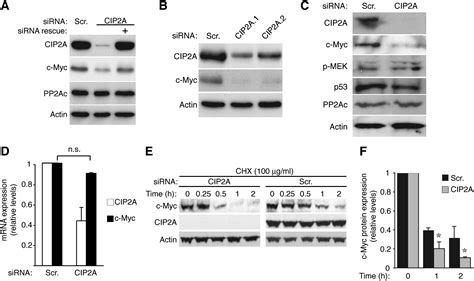 Cip2a Inhibits Pp2a In Human Malignancies Cell