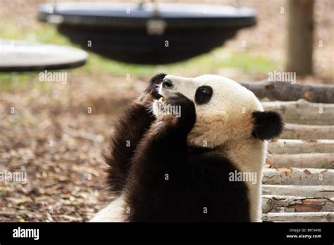 Panda Bear In Pairi Daiza Zoobelgium Stock Photo Alamy