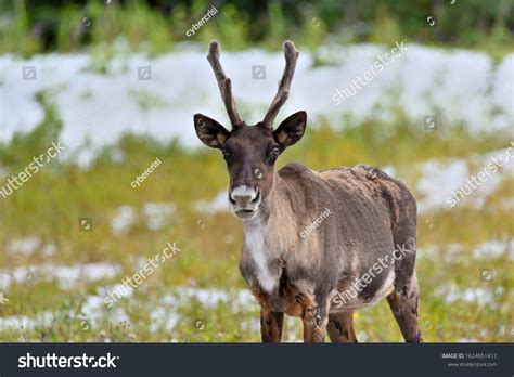 Porcupine Caribou Photos, Images & Pictures | Shutterstock