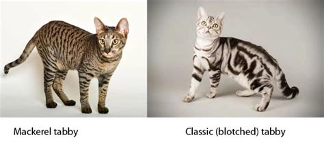 What is a Classic Tabby Cat? - Cat-World