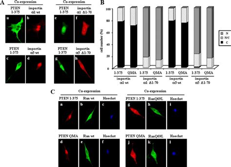 PTEN Nuclear Accumulation Is Affected By Importin Proteins And