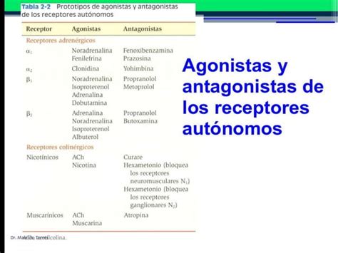 Receptores Adrenérgicos Y Colinérgicos Y Su Mecanismo De Acción Ppt