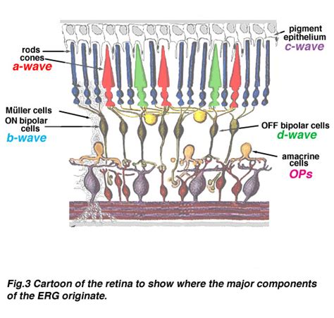 The Electroretinogram And Electro Oculogram Clinical Applications By