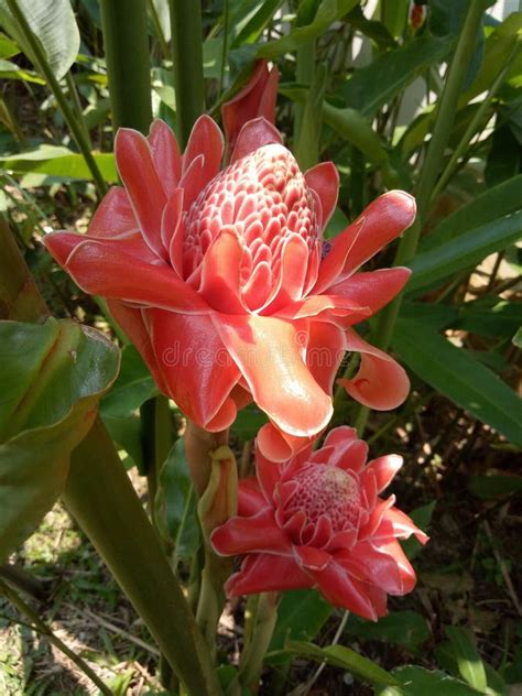 Torch Ginger is a Plant in the Zingiberales Family Whose Flowers are Edible. Stock Image - Image ...