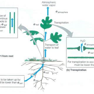 The decreasing gradient of water potential (ψ) from the soil through ...