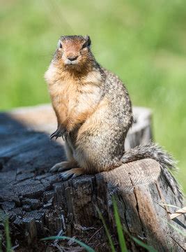 Punxsutawney Images – Browse 77 Stock Photos, Vectors, and Video | Adobe Stock