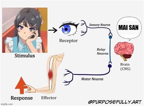 Neuron Activation Reposted It To Fix Meme R Camshows