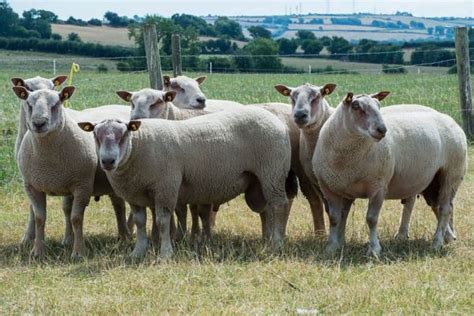 Breed Characteristics – Irish Charollais Sheep Society