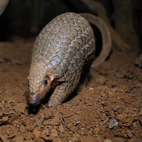 Pangolin Scales Medicinal Benefits / Wikizero Pangolin Trade : Their ...