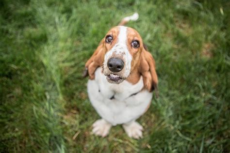 Top 10 French Dog Breeds You Need To Get To Know