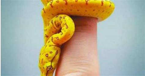 Finger Noodle Imgur