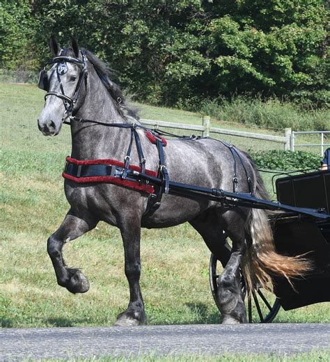 Draft Horse Harness Working Horse Tack In Amish Country