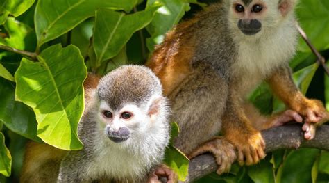 Colombia Ser Sede De La Cumbre De La Biodiversidad Cop En